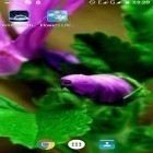 Neben Live Wallpapern für Android Derpy's Traum kannst du die apk des Hintergrunds Blumenleben gratis herunterladen.