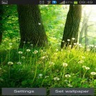 Neben Live Wallpapern für Android Sibirischer Husky  kannst du die apk des Hintergrunds Wald gratis herunterladen.