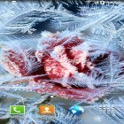 Neben Live Wallpapern für Android Schnee im Winter  kannst du die apk des Hintergrunds Gefrorene Blumen gratis herunterladen.