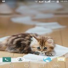 Neben Live Wallpapern für Android Blumenuhr  kannst du die apk des Hintergrunds Lustiges Tier gratis herunterladen.