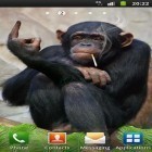Neben Live Wallpapern für Android Wolf  kannst du die apk des Hintergrunds Lustiger Affe gratis herunterladen.