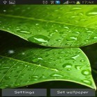 Neben Live Wallpapern für Android Frühlingsgrün  kannst du die apk des Hintergrunds Grüne Blätter gratis herunterladen.