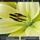Neben Live Wallpapern für Android Winterschnee  kannst du die apk des Hintergrunds Lilie gratis herunterladen.
