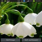 Neben Live Wallpapern für Android  kannst du die apk des Hintergrunds Lilie im Wald gratis herunterladen.