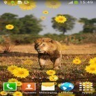 Neben Live Wallpapern für Android Niedliche Schmetterlinge kannst du die apk des Hintergrunds Löwe gratis herunterladen.