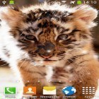 Neben Live Wallpapern für Android Blasen und Schmetterlinge kannst du die apk des Hintergrunds Kleiner Tiger gratis herunterladen.