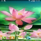 Neben Live Wallpapern für Android Frühlingsblumen  kannst du die apk des Hintergrunds Lotos gratis herunterladen.
