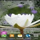Neben Live Wallpapern für Android Natur  kannst du die apk des Hintergrunds Oriental gratis herunterladen.