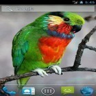 Neben Live Wallpapern für Android Gartenblumen  kannst du die apk des Hintergrunds Papagei gratis herunterladen.
