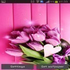Neben Live Wallpapern für Android Natur HD  kannst du die apk des Hintergrunds Pinke Tulpen gratis herunterladen.