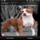 Neben Live Wallpapern für Android Schatten Galaxie kannst du die apk des Hintergrunds Pitbull gratis herunterladen.