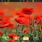 Neben Live Wallpapern für Android Rote Blätter kannst du die apk des Hintergrunds Mohnblumen gratis herunterladen.