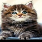 Neben Live Wallpapern für Android Niedliche Kätzchen  kannst du die apk des Hintergrunds Kätzchen gratis herunterladen.