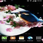 Neben Live Wallpapern für Android Der Nebulander  kannst du die apk des Hintergrunds Sakura und Vogel gratis herunterladen.