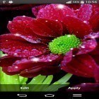 Neben Live Wallpapern für Android Herbstblätter 3D kannst du die apk des Hintergrunds Scheinende Blumen gratis herunterladen.