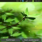 Neben Live Wallpapern für Android Natur im Frühling kannst du die apk des Hintergrunds Frühlingsknospen gratis herunterladen.