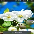 Neben Live Wallpapern für Android Schneefall im Winter  kannst du die apk des Hintergrunds Der Frühling kommt gratis herunterladen.