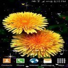 Lade Sommerblumen für Android und andere kostenlose Samsung Galaxy Y Live Wallpaper herunter.