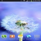 Neben Live Wallpapern für Android Frühling  kannst du die apk des Hintergrunds Sonne und Pusteblume gratis herunterladen.