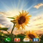 Lade Sonnenblumen bei Sonnenuntergang für Android und andere kostenlose LG GW300 Live Wallpaper herunter.