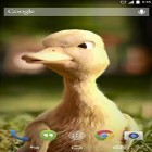Neben Live Wallpapern für Android Stadt bei Nacht  kannst du die apk des Hintergrunds Sprechende Ente gratis herunterladen.