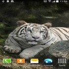 Neben Live Wallpapern für Android 1031 Blumen  kannst du die apk des Hintergrunds Tiger gratis herunterladen.