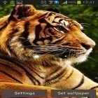Neben Live Wallpapern für Android Winter: Schnee kannst du die apk des Hintergrunds Tiger gratis herunterladen.