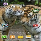 Neben Live Wallpapern für Android Natur HD kannst du die apk des Hintergrunds Tiger: Schüttel und verändere gratis herunterladen.