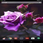 Neben Live Wallpapern für Android Baum mit Fallenden Blättern  kannst du die apk des Hintergrunds Violette Rose gratis herunterladen.
