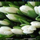 Neben Live Wallpapern für Android Weihnachts-Kamin  kannst du die apk des Hintergrunds Weiße Blumen gratis herunterladen.
