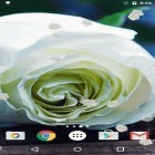 Neben Live Wallpapern für Android Wolf kannst du die apk des Hintergrunds Weiße Rose gratis herunterladen.