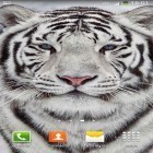 Neben Live Wallpapern für Android Magischer Uhrenturm kannst du die apk des Hintergrunds Weißer Tiger gratis herunterladen.