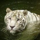 Neben Live Wallpapern für Android Pfau kannst du die apk des Hintergrunds Weißer Tiger: Wasserkontakt gratis herunterladen.
