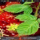 Neben Live Wallpapern für Android Marienkäfer  kannst du die apk des Hintergrunds Wilde Beeren gratis herunterladen.