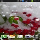 Neben Live Wallpapern für Android Rose  kannst du die apk des Hintergrunds Winterbeeren gratis herunterladen.