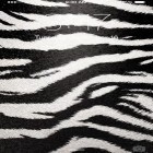 Neben Live Wallpapern für Android 3D Auto kannst du die apk des Hintergrunds Zebra gratis herunterladen.