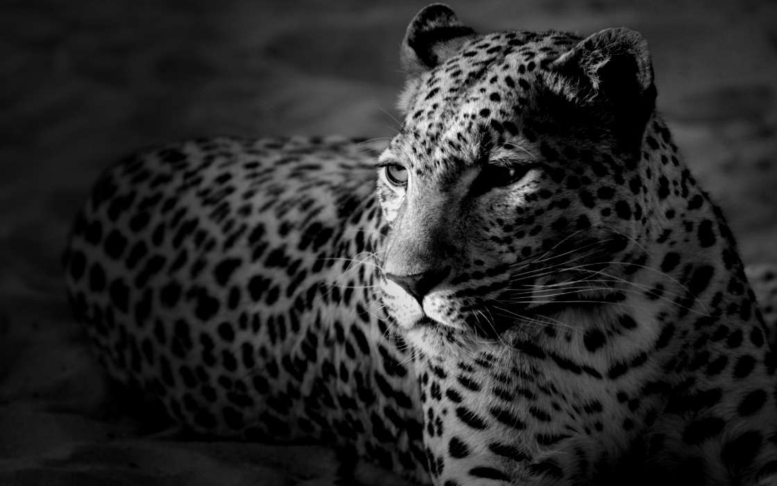 Tiere,Fotokunst,Leopards