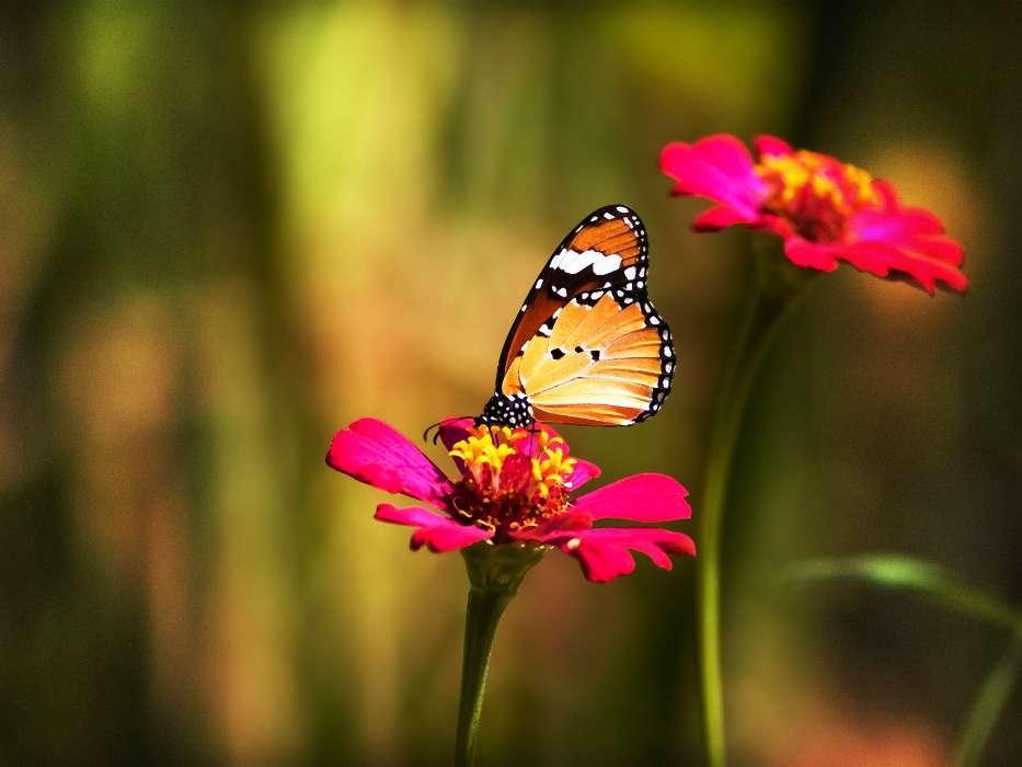 Schmetterlinge,Blumen,Insekten
