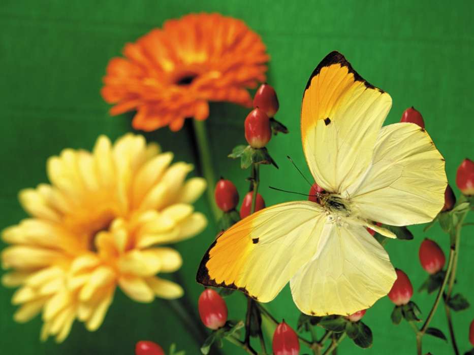 Schmetterlinge,Blumen,Pflanzen