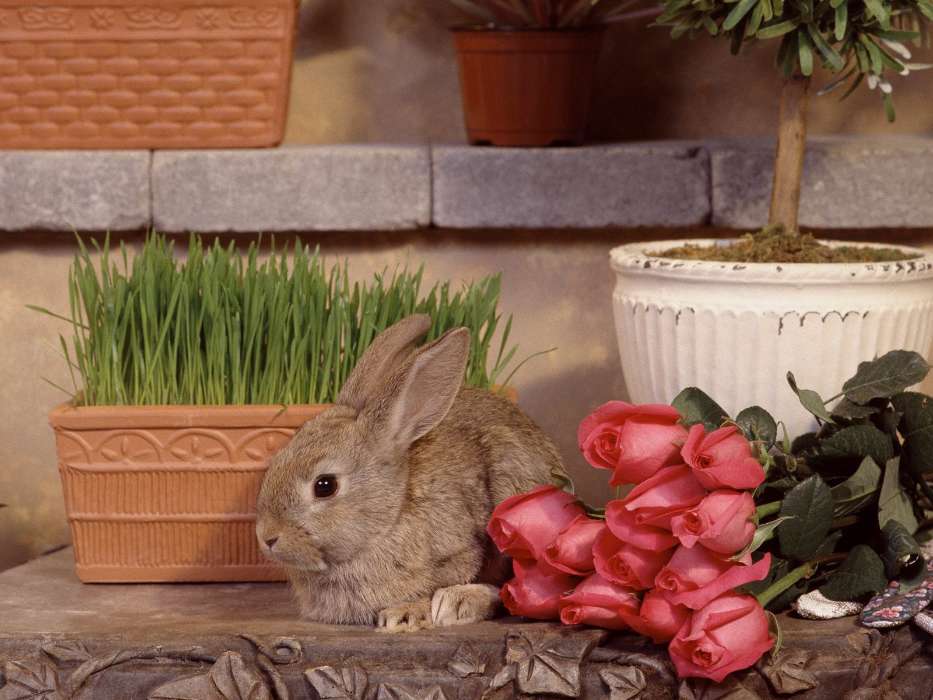 Tiere,Blumen,Roses,Kaninchen