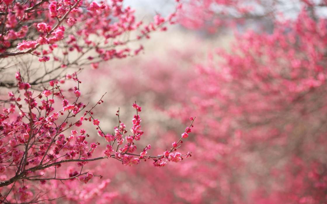 Blumen,Pflanzen,Sakura