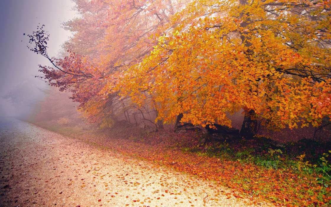 Landschaft,Bäume,Roads,Herbst,Blätter