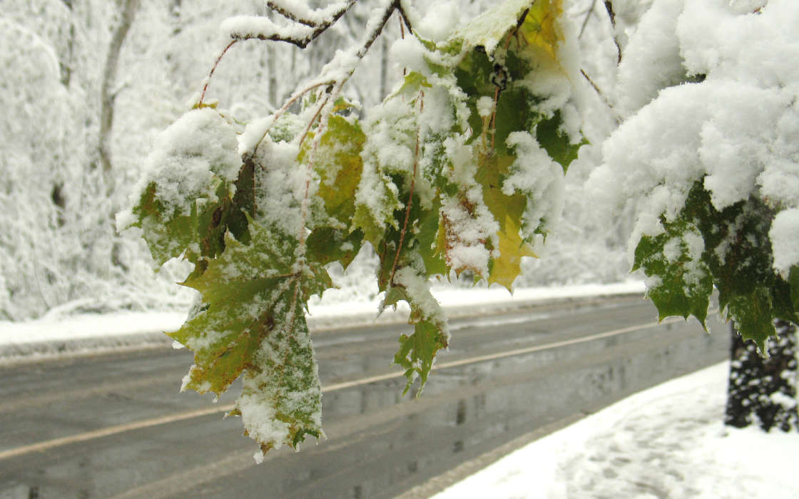 Landschaft,Winterreifen,Bäume,Roads,Blätter,Schnee