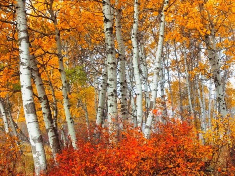 Landschaft,Bäume,Herbst,Birken
