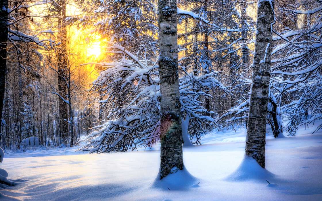 Bäume,Landschaft,Natur,Schnee,Winterreifen