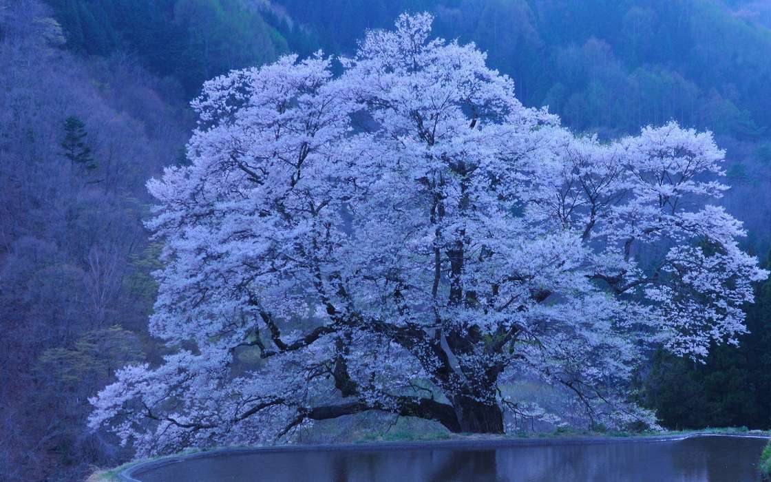 Bäume,Landschaft,Sakura