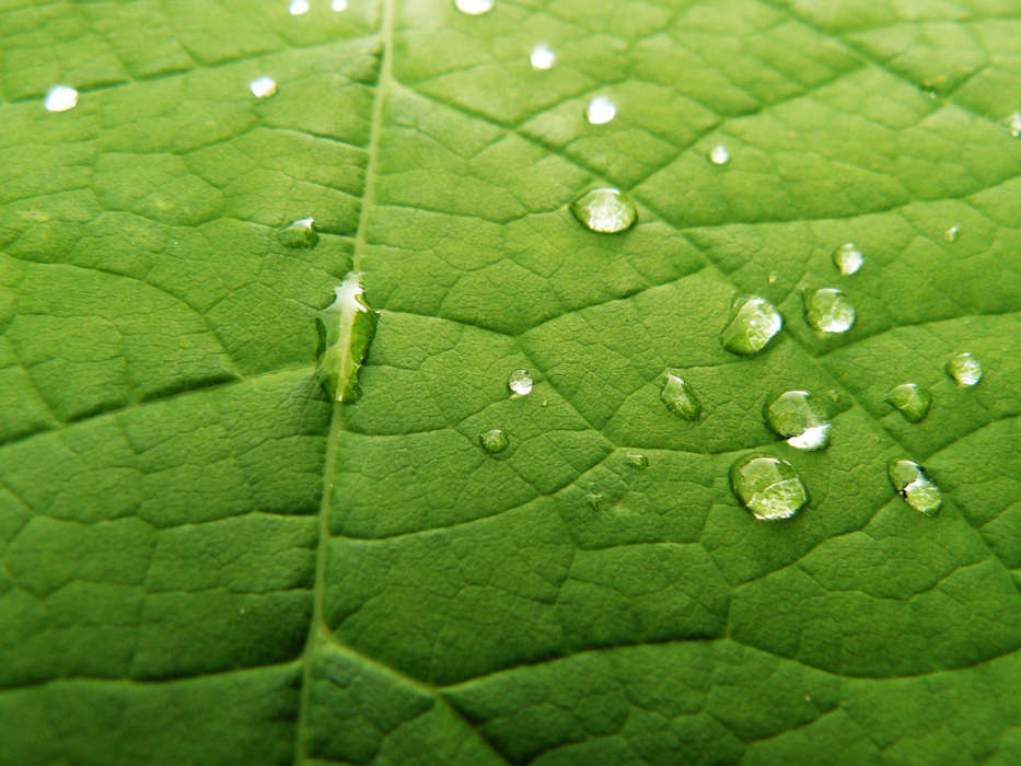 Pflanzen,Wasser,Hintergrund,Blätter,Drops