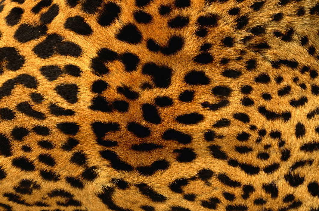 Hintergrund,Leopards