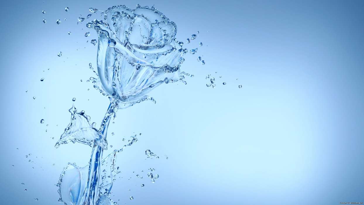 Wasser,Hintergrund,Roses