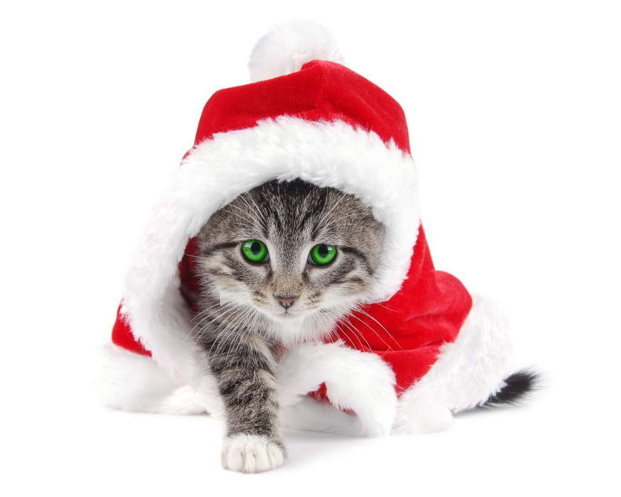 Feiertage,Tiere,Katzen,Neujahr,Weihnachten